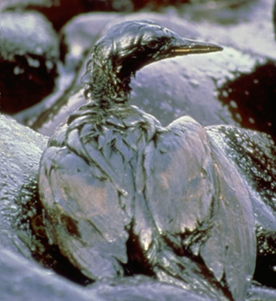 pictures of oil pollution. Introduction – Oil spills